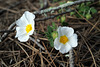 Cistus salvifolius, Monte Gordo