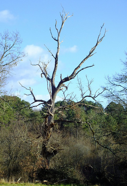 Arbre mort (Forêt du Landais 24)