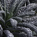 in the National Botanic Gardens of Ireland (© Buelipix)