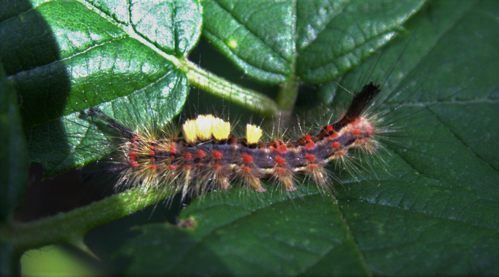 The Vapourer Moth Caterpillar