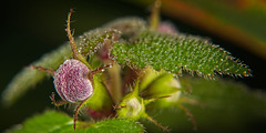 Die Purpurrote Taubnessel (Lamium purpureum) am frühen Morgen :)) The purple deadnettle (Lamium purpureum) in the early morning :)) L'ortie pourpre (Lamium purpureum) au petit matin :))