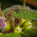 Die Purpurrote Taubnessel (Lamium purpureum) am frühen Morgen :)) The purple deadnettle (Lamium purpureum) in the early morning :)) L'ortie pourpre (Lamium purpureum) au petit matin :))