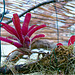 Orchid Plants 02