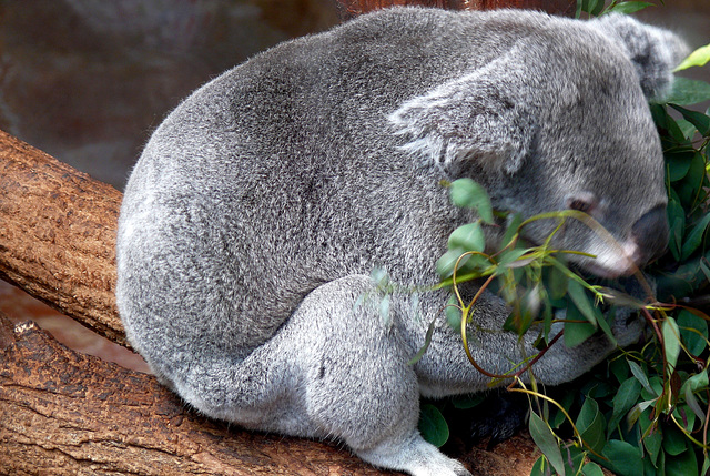 Koala en pleine activité