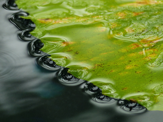 The edge of a Lily pad