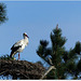 PARC du TEICH (33 Gironde)