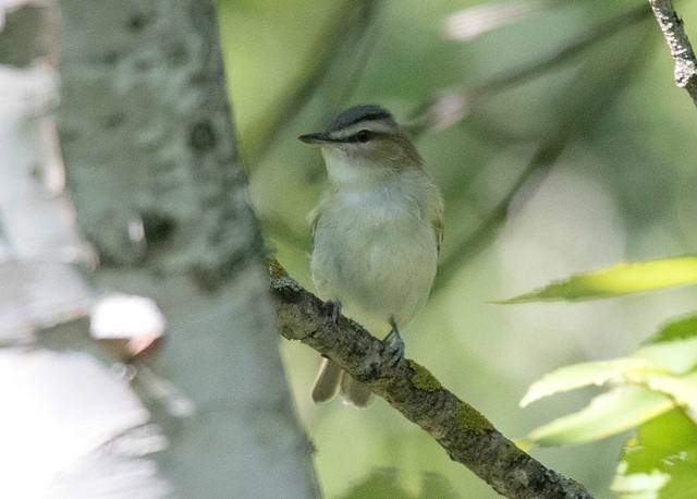 Red-eyed Vireo