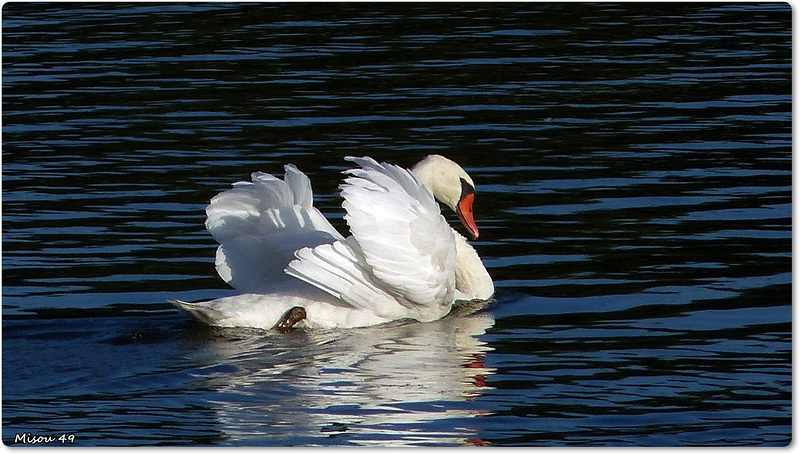 SAINTE GEMMES SUR LOIRE