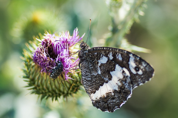 Great Banded Grayling - DSA 0646