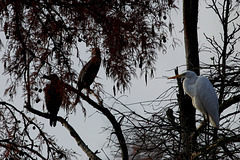 Grande Aigrette