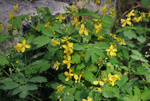 Chelidonium majus (2)