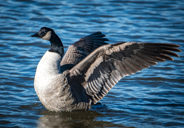 Canada goose6