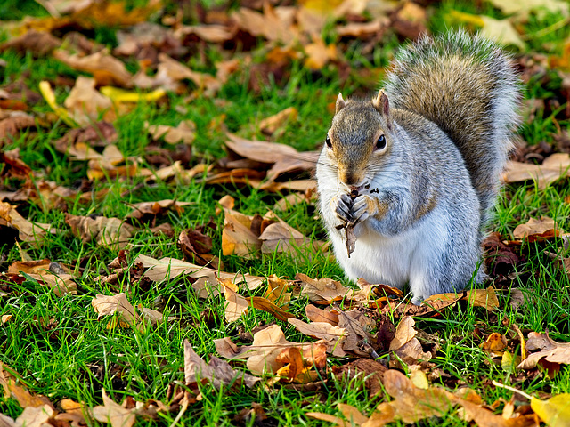 Another Grey Squirrel