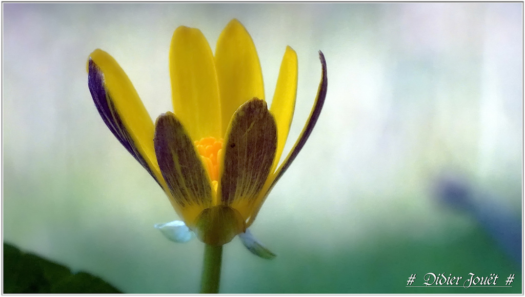 Renoncule Ficaire (Ranunculus ficaria)