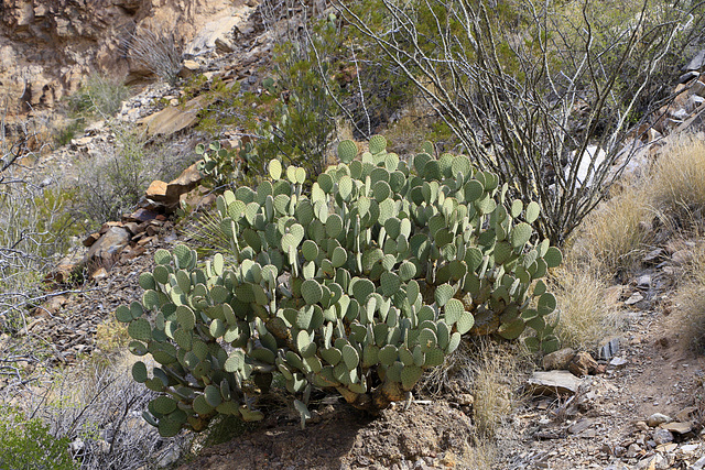 Cacti