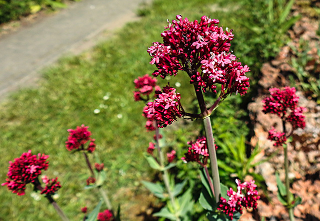 20200517 7422CPw [D~LIP] Rote Spornblume (Centranthus ruber), UWZ, Bad Salzuflen