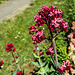 20200517 7422CPw [D~LIP] Rote Spornblume (Centranthus ruber), UWZ, Bad Salzuflen