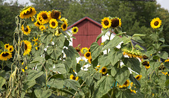 Barn and sunflowers