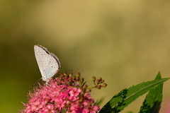 Holly Blue Butterfly-2