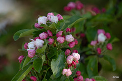 Crab apple blossom