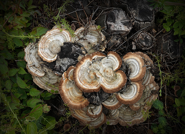 Beauté mycologique