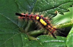The Vapourer Moth Caterpillar