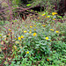 Topinambur (Helianthus tuberosus)