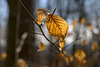 Reste vom Herbst