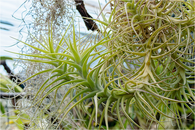 Orchid Plants 03
