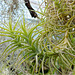 Orchid Plants 03