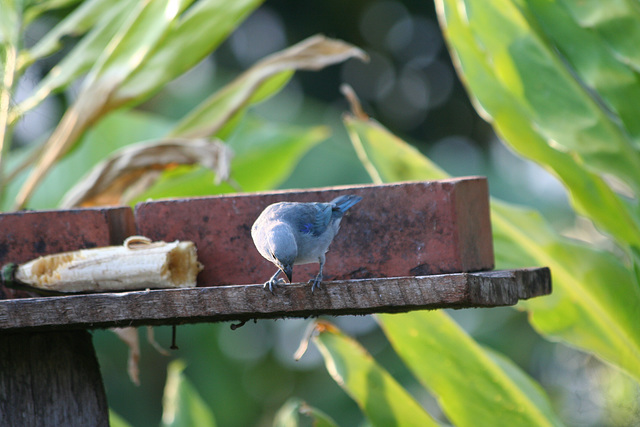 2012 0908PhotosAug20120030