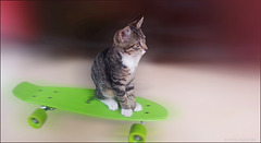 the new lovely kitten of my brother loves the skateboard :-)