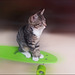 the new lovely kitten of my brother loves the skateboard :-)