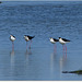 PARC du TEICH (33 Gironde)