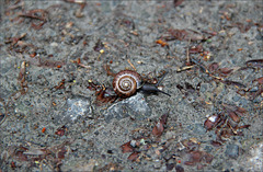 Baumschnecke