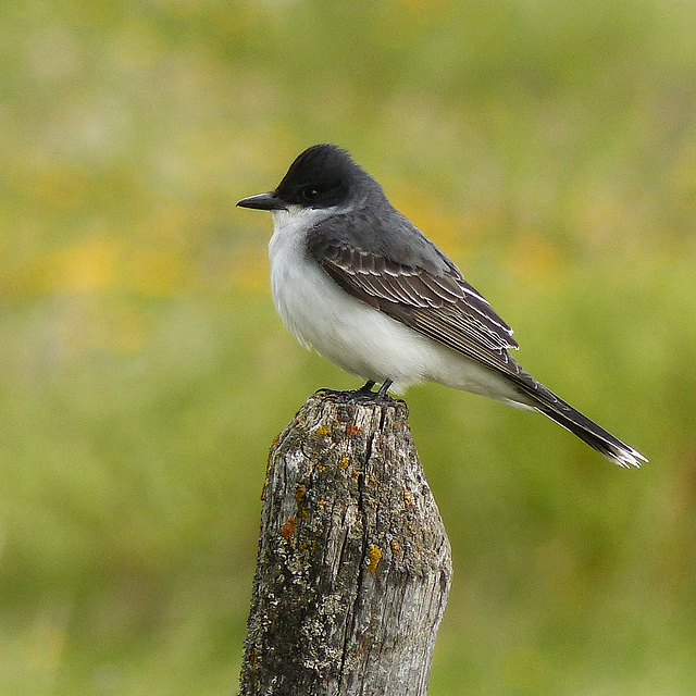 Eastern Kingbird