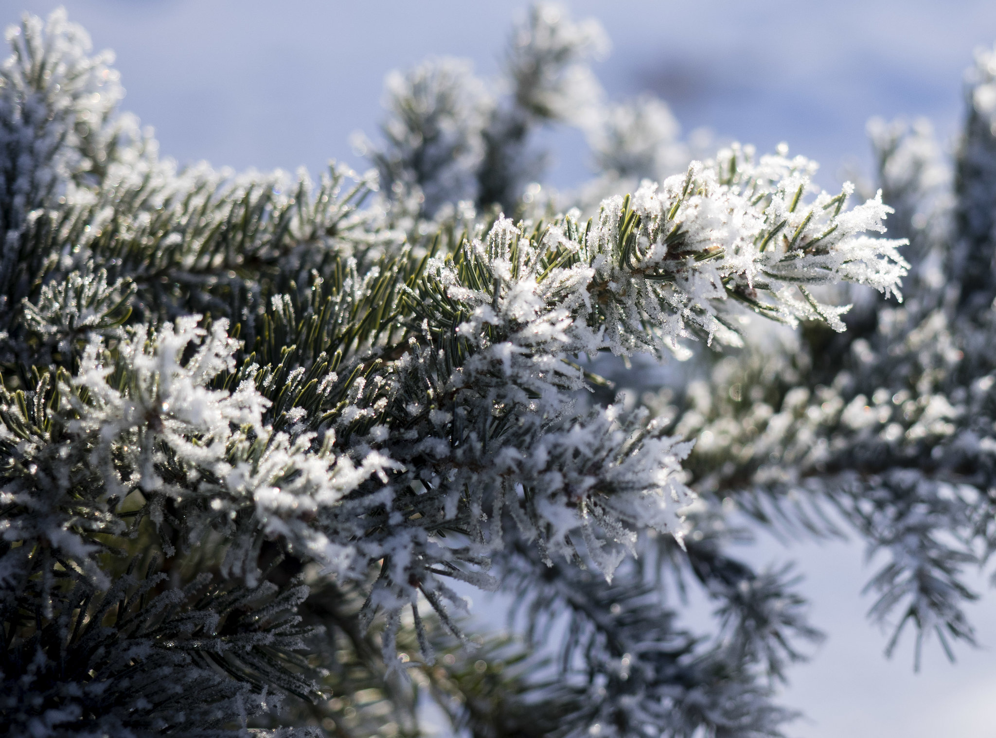 Sun on the Frost