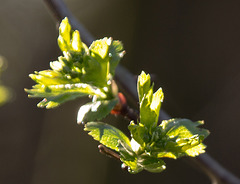 20150406 7577VRAw [D~SHG] Knospen, Baggersee,  Rinteln