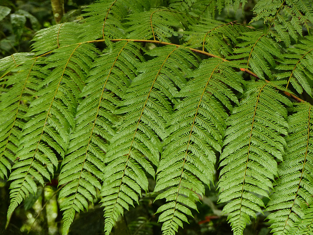 Fern, on way to Brasso Seco, Day 5