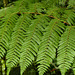 Fern, on way to Brasso Seco, Day 5