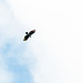 Ornate Hawk-eagle, on way to Brasso Seco, Trinidad