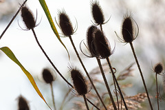 EOS 6D Peter Harriman 11 21 23 03329 Teasel dpp