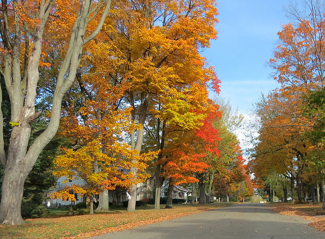 Every maple produces a different color combination