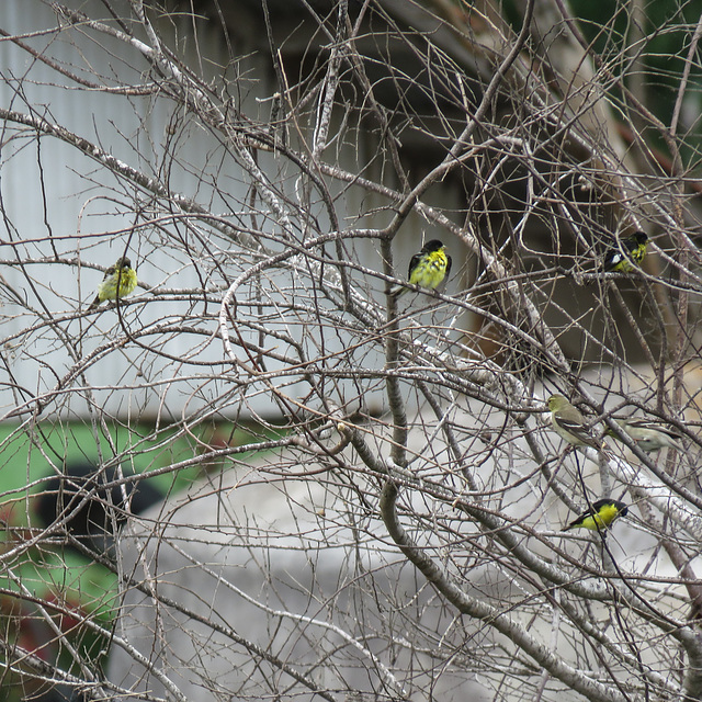 Day 8, Lesser Goldfinch (black & yellow), & American Goldfinch, Santa Ana