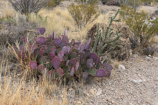 Cacti