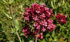20200517 7424CPw [D~LIP] Rote Spornblume (Centranthus ruber), UWZ, Bad Salzuflen