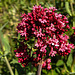 20200517 7424CPw [D~LIP] Rote Spornblume (Centranthus ruber), UWZ, Bad Salzuflen