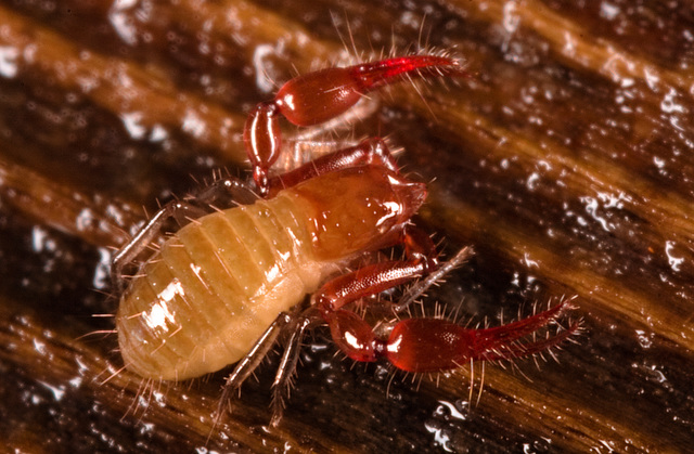 IMG 5999Pseudoscorpion