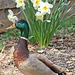 Posing with the daffodils