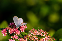 Holly Blue Butterfly-3